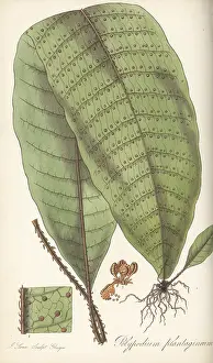 William Blackwood: Halberd fern, Tectaria plantaginea
