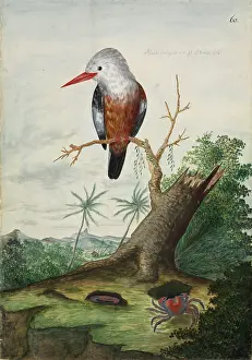Halcyon: Halcyon leucocephala, grey-headed kingfisher