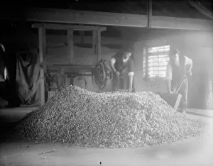 Halfway: Halfway St. Farm, Sidcup - Gentlemen sorting through hops