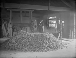 Halfway: Halfway St. Farm, Sidcup - Gentlemen sorting through hops
