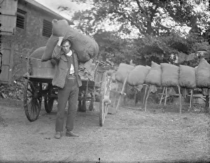 Halfway: Halfway St. Farm, Sidcup - Loading hop sacks onto horse & ca