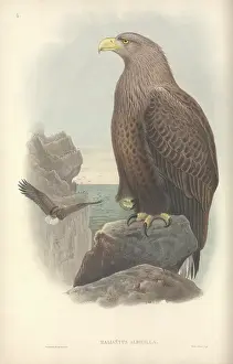 White Tailed: Haliaeetus albicilla, white-tailed sea eagle