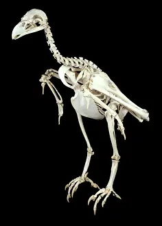 Accipitridae: Haliaeetus albicilla, white-tailed sea eagle skeleton