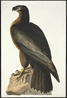 Leucocephalus: Haliaeetus leucocephalus, bald eagle