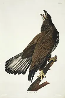 Leucocephalus: Haliaeetus leucocephalus, bald eagle