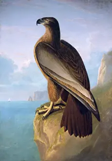 1792 1878: Haliaeetus leucocephalus, bald eagle