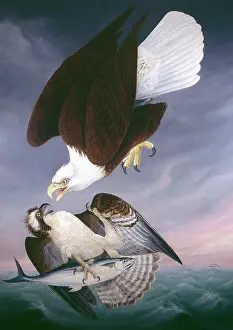 Osprey: Haliaeetus leucocephalus, bald eagle, Pandion haliaetus, osp