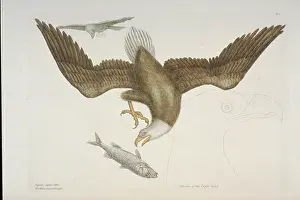 Accipitridae: Haliaeetus leucocephalus, bald eagle