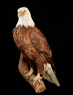 Accipitridae: Haliaeetus leucocephalus, bald eagle