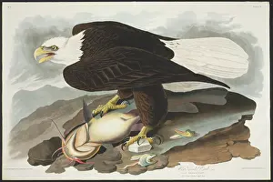 Catfish: Haliaetus leucocephalus, bald eagle