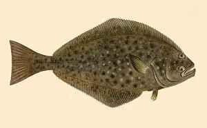 Halibut: Halibut
