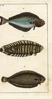 Halibut: Halibut, lined sole, and Dover sole