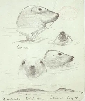 Arctoidea: Halichoerus grypus, grey seali