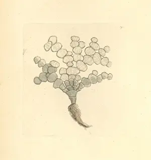 Tuna: Halimeda tuna algae