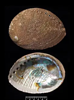 Bivalve: Haliotis fulgens, green abalone