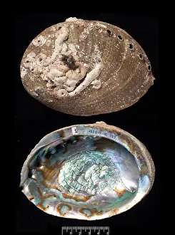 Bivalve: Haliotis fulgens, green abalone