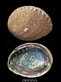 Gastropoda: Haliotis fulgens, green abalone