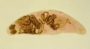 Sucking: Halipegus hessleri, parasitic worm