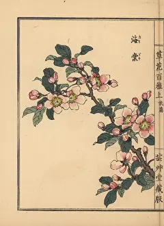 Yamada: Hall crab apple, Malus halliana
