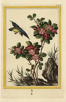 Rouges: Hall crabapple, Malus halliana