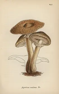 Mordecai: Hallimasch mushroom, Agaricus melleus