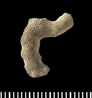 Silurian: Hallopora, bryozoan