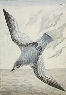 Prion: Halobaena caerulea, blue petrel