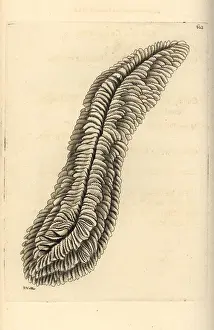 Oblong: Halomitra pileus coral