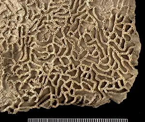 Silurian: Halysites, chain coral