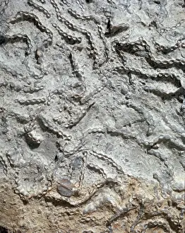 Carbonate: Halysites a coral