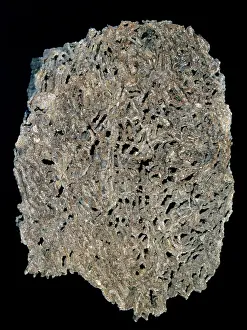 Silurian: Halysites escharoides, tabulate coral