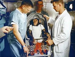 Astro: Ham, a three-year-old chimpanzee, in his ?