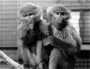 Baboons: HAMADRAYAS BABOONS