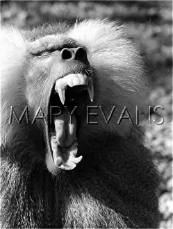 Hamadryas: HAMADRYAS BABOON
