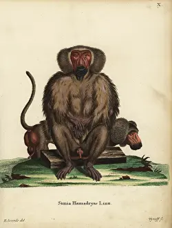 Baboon: Hamadryas baboon, Papio hamadryas