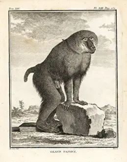 Baboon: Hamadryas baboon, Papio hamadryas