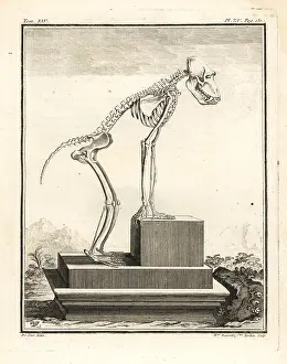 Buffon: Hamadryas baboon skeleton, Papio hamadryas