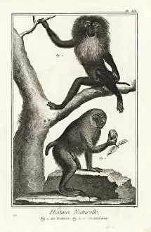 Antonio Baratti: Hamadryas baboon and wanderoo