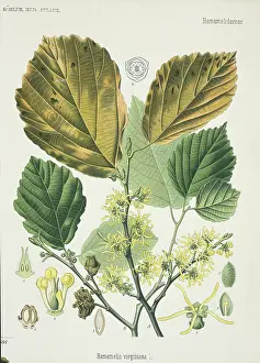 Hazel: Hamamelis virginiana, witch hazel