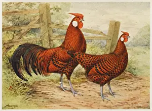 Hamburgh: HAMBURGH COCK & HEN