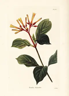 Chrysantha: Hamelia chrysantha