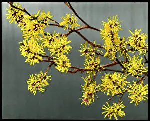 Malby: Hamemalis Mollis (Witch Hazel)