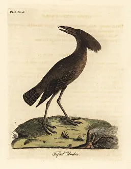 Scopus: Hamerkop, Scopus umbretta