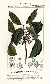 Giarrè: Hamilton's spindletree, Euonymus hamiltonianus