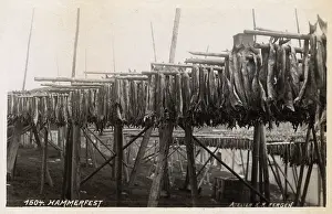 Finnmark: Hammerfest - Norway - drying fish on racks