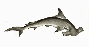 Sharks: Hammerhead Shark