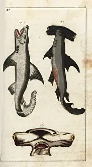 Squalus: Hammerhead shark and white shark
