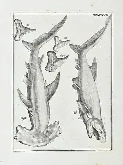 Santi: Hammerhead shark and white shark