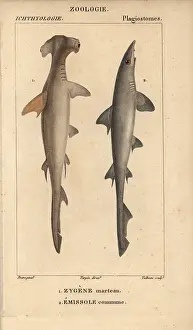 Hammerhead: Hammerhead, Sphyrna zygaena, and smooth hound