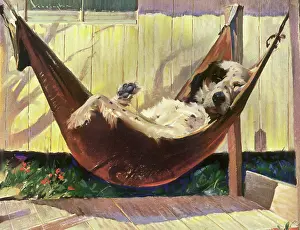 Hammock: Hammock Dog